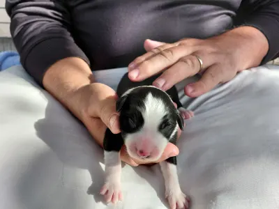 Border Collie - Brilliant