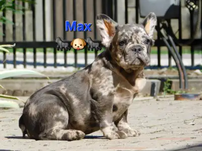 Französische Bulldogge - Max