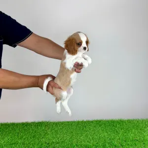 Cavalier king Charles spaniel - Vila