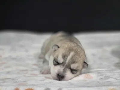 Szibériai husky - Saint Michael Island "grey Girl"