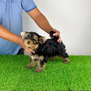 Yorkshire Terrier - Ziggy