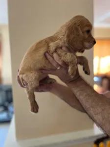 Angol Cocker spániel - Bella