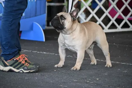 French Bulldog - Opyum Of My Sweet Moments