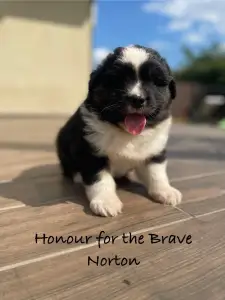 Australský ovčák - Honour For The Brave Norton