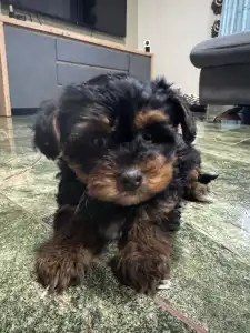 Yorkshire Terrier - Wuki