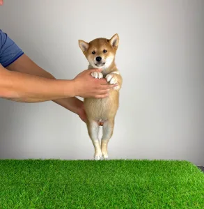 Shiba Inu - Mizu
