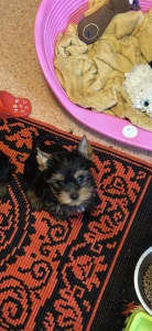 Yorkshire Terrier - Abigél