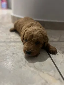 Goldendoodle - Goldendoodle Max