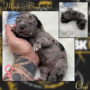 American Bully - XL - Cleo