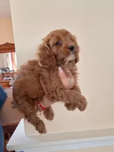 Cavapoo - Cavapoo F