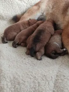 Shiba Inu - Hoshibaru