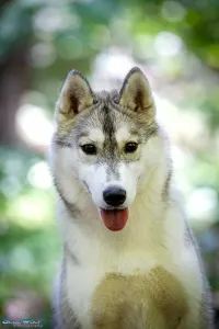 Husky de Sibérie - Saint Michael Island The Winner Takes It All