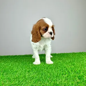 Cavalier King Charles spániel - Lisana