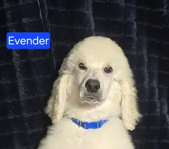 Óriás uszkár - Giant Miracles Extazy Price Of Elagance Evander