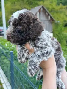 Romagna Water Dog - Dior The Royal Town Of Bobovc