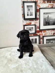 Pug - Quick Kiss