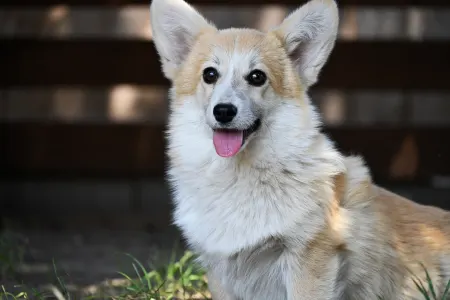 Pembroke Welsh Corgi - Ízisz