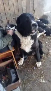 Biewer Terrier - Iz Zamka Larisi