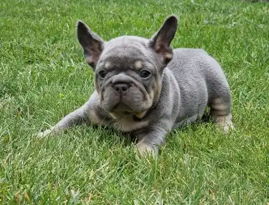 French Bulldog - Available Girls Puppy Dogs