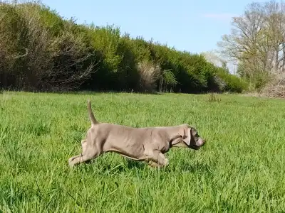 Weimaraner Vorstehhund - Kékes