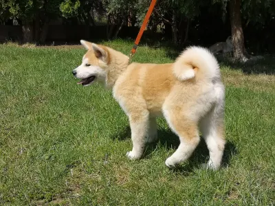 Akita Inu - Mio Yanagi No Tani