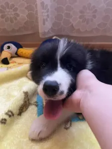 Border Collie - Dazzling Borders Addicted To You 