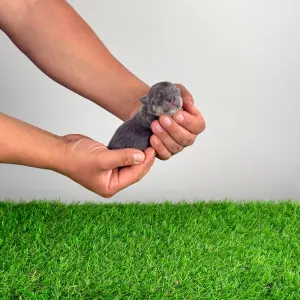 Чихуахуа - Farinella