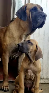 Fila Brasileiro - Igor De Oro Puro 