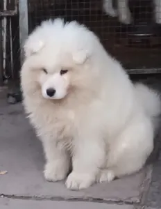 Samojed - Bright White Peerl