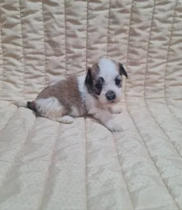 Havanese - Teddy