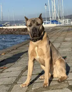 Cane Corso - Timoniere Quintiliano