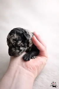 Mudi - Vesszőshalmi Remete 