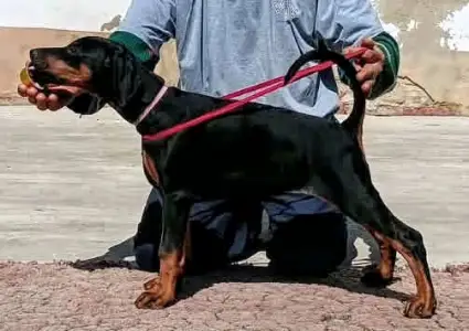 Dobermann - Izodora 