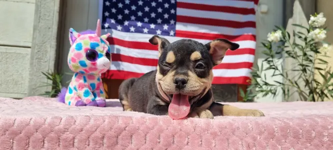 American Bully - Pocket - Zara