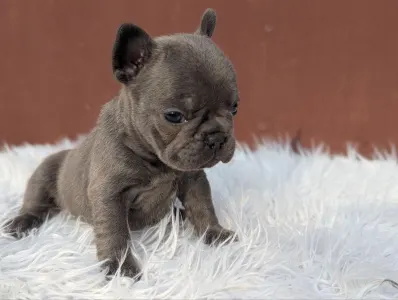French Bulldog - Léna