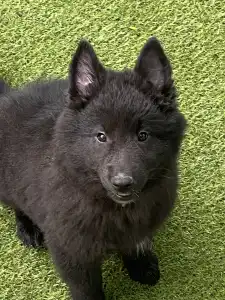 Malinois - Gerőcsvári Fiby