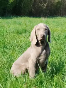 Weimaraner Vorstehhund - Kékes
