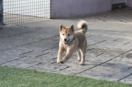Shiba - Bravados Benika