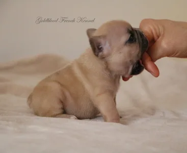 Französische Bulldogge - Ben
