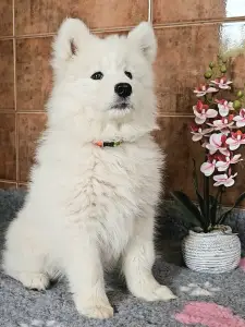 Szamojéd - Happy Hómancs Barka "yuki"