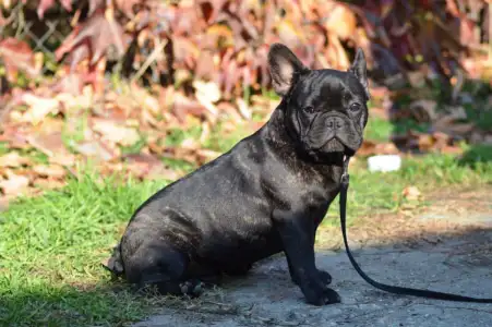 Francia bulldog - Ballószögi Barka Uranos