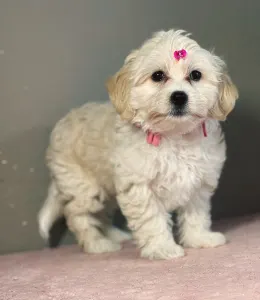 Maltipoo - Mila