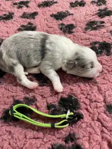 Border Collie - Zöld Nyakörv/ Slate Merle Szuka