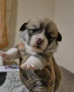 Welsh Corgi Pembroke - Gróf