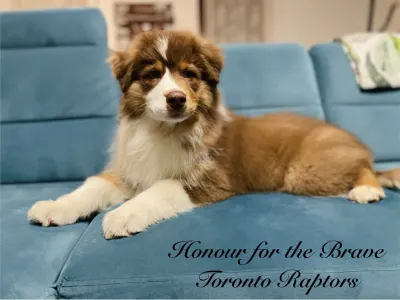 Ausztrál juhászkutya - Honour For The Brave Toronto Raptors