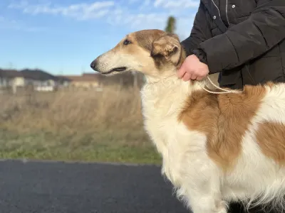 Orosz agár - Carskiy Favorit Vyigrysh 