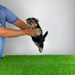 Yorkshire Terrier - Wollja
