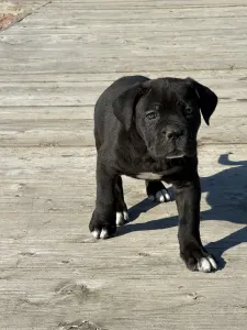 Cane Corso Italiano - Sarah