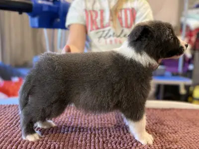 Border Collie - Blue Boy