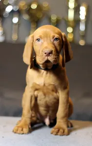 Wyżeł węgierski krótkowłosy - Pörgelóci Land Rover